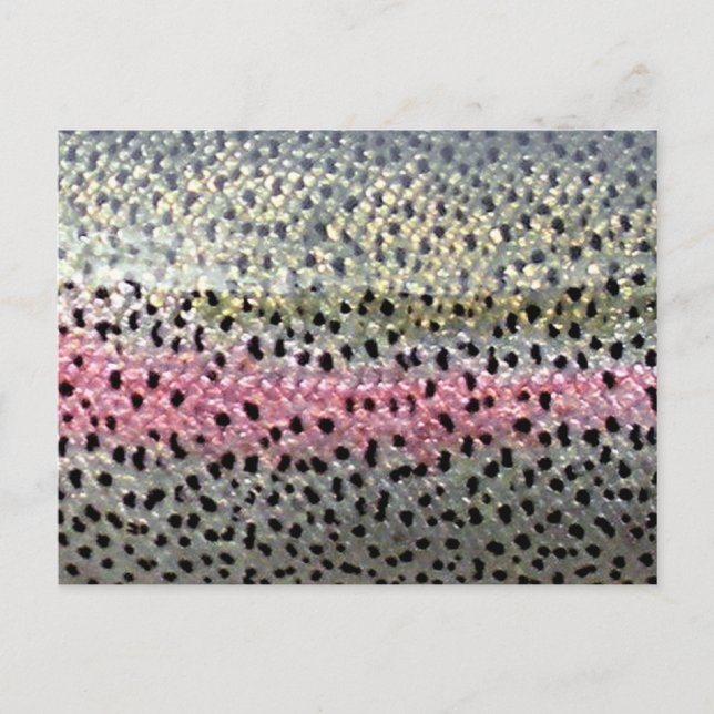 Carte Postale Truite arc-en-ciel par PatternWear© (Devant)