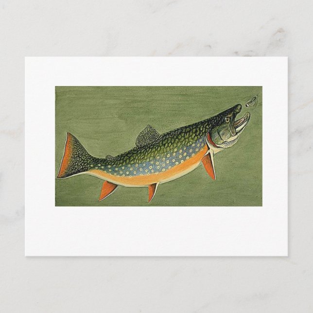 Carte Postale truite brook Art par Louis Agassiz Fuertes (Devant)