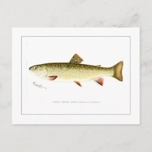 Carte Postale Truite de ruisseau femelle