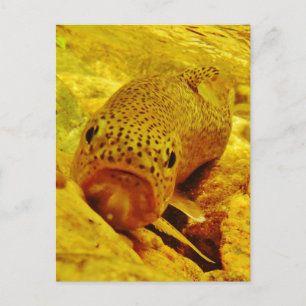 Carte Postale Truite en cours d'eau