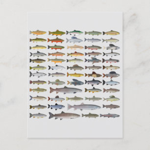 Carte Postale Truite, omble, Grayling, Hucho et Whitefish Group