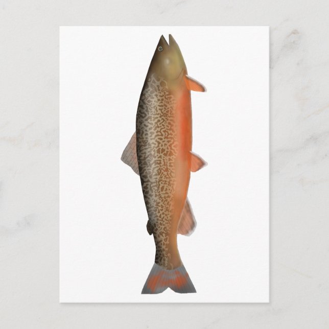 Carte Postale Truite tigre (Devant)