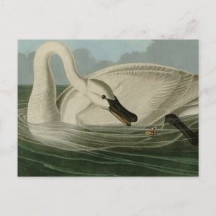 Carte Postale Trumpeter Swan