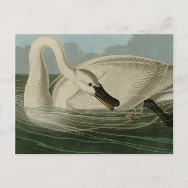 Carte Postale Trumpeter Swan (Devant)