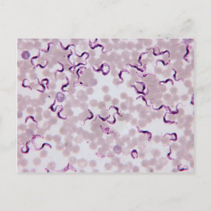 Carte Postale Trypanosoma