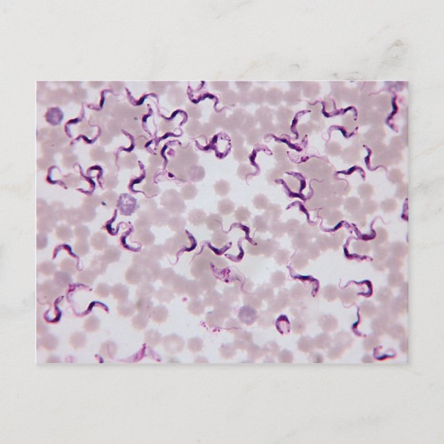 Carte Postale Trypanosoma (Devant)