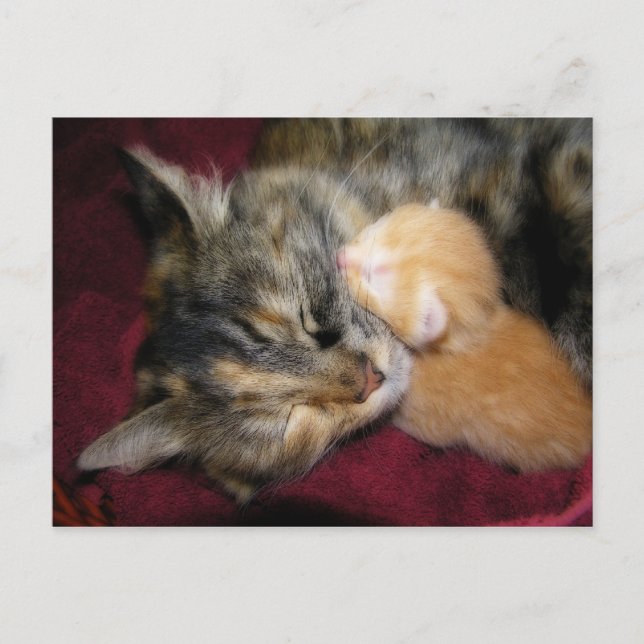 Carte Postale Tu aimes maman (Devant)