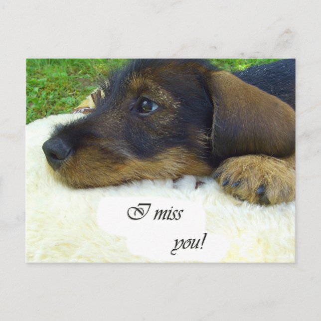 Carte Postale Tu me manques - mignon Dachshund (Devant)
