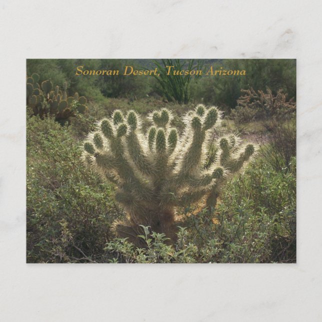 Carte Postale Tucson Arizona (Devant)