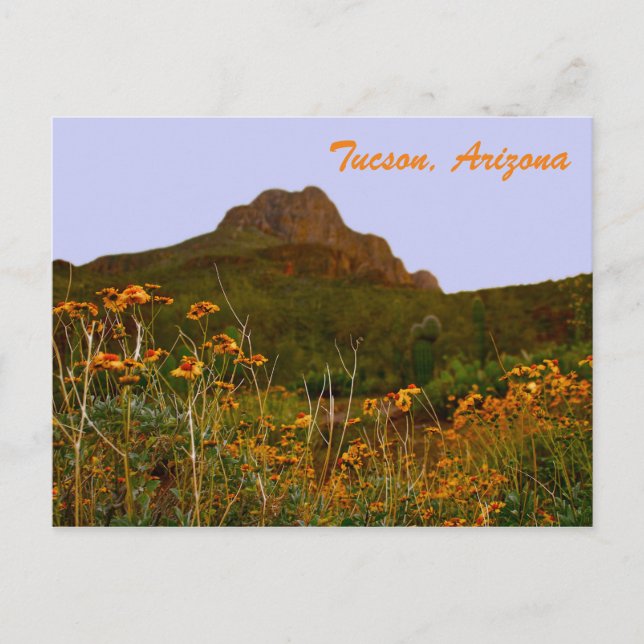 Carte Postale Tucson Mountain et Fleurs sauvages au coucher du s (Devant)