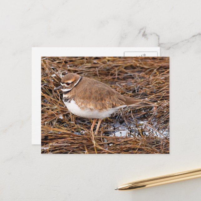 Carte Postale Tuer des oiseaux de rivage dans des vasières vergl (Devant/Arrière en situation)