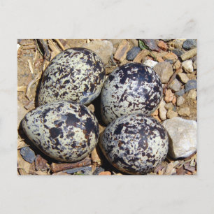 Carte Postale Tuer le nid de cerfs avec les oeufs