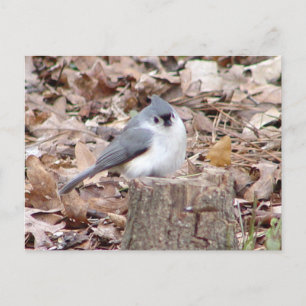 Carte postale Tufé Titmouse Bird