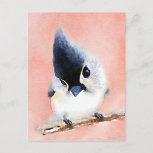 Carte Postale Tufted Titmouse