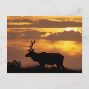 Carte Postale Tule Elk   Point Reyes National Seashore