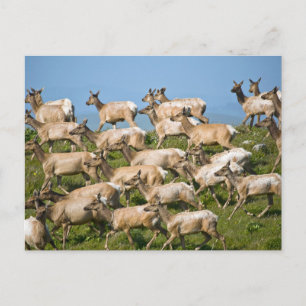 Carte Postale Tule Elk  Point Reyes National Seashore, CA
