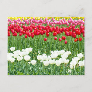 Carte Postale Tulières blanches, rouges et jaunes