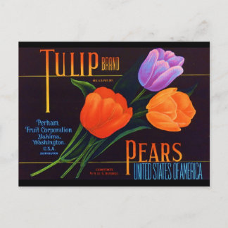 Carte Postale Tulip