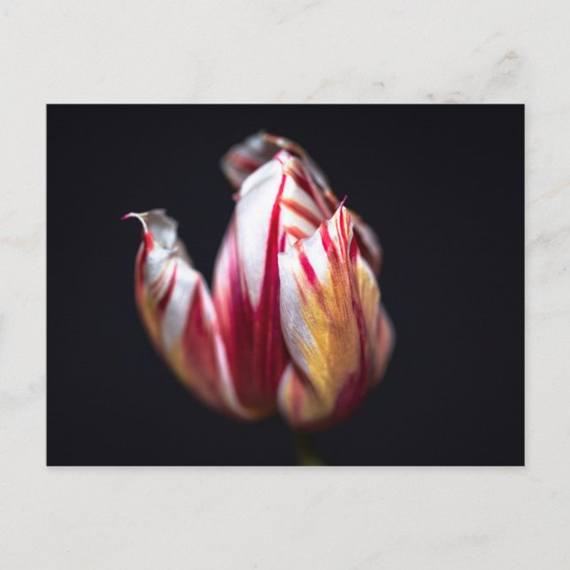 Carte Postale Tulip (Devant)