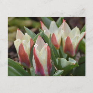 Carte postale Tulip