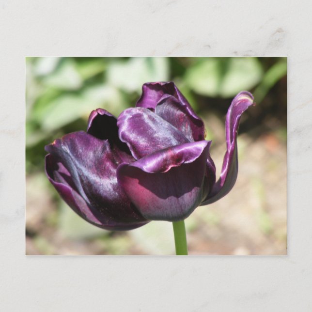 CARTE POSTALE TULIP À POURPULS (Devant)