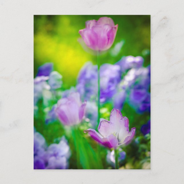 Carte Postale Tulip garden, Giverny, France (Devant)