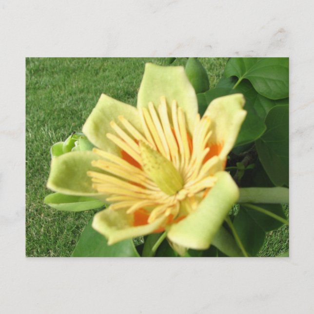 Carte Postale Tulip Poplar (Devant)