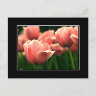 Carte postale Tulip Rose ! (avec bordure)