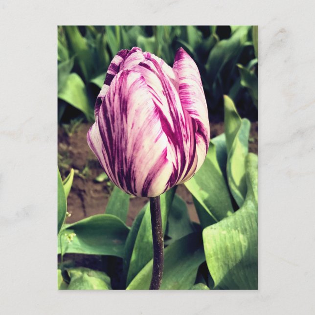 Carte Postale Tulipe à rayures violettes et blanches unique (Devant)