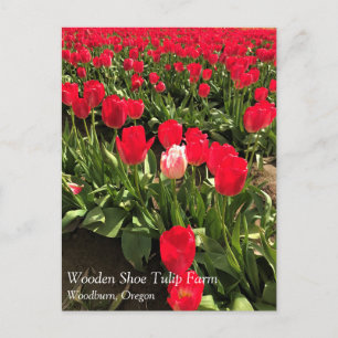 Carte Postale Tulipe blanche et rose dans un champ de tulipe rou
