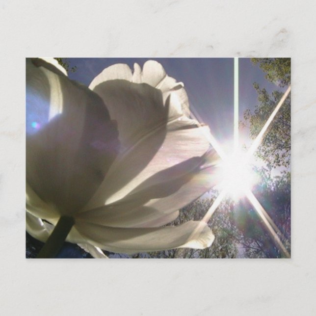 Carte Postale tulipe d'angelique (Devant)