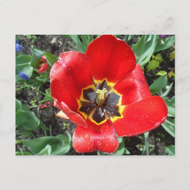 Carte Postale Tulipe de printemps (Devant)