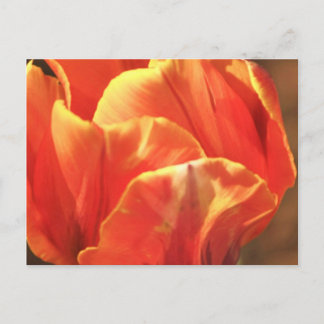 Carte Postale Tulipe en feu