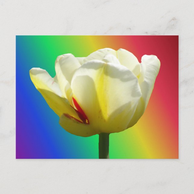 Carte Postale Tulipe jaune blanc fermer arc-en-ciel do-it-yourse (Devant)