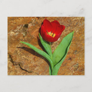 Carte Postale Tulipe jaune et rouge