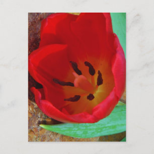 Carte Postale Tulipe jaune printemps et rouge