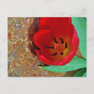 Carte Postale Tulipe jaune printemps et rouge