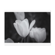 Tulipe noire et blanche