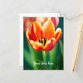 Carte postale tulipe orange