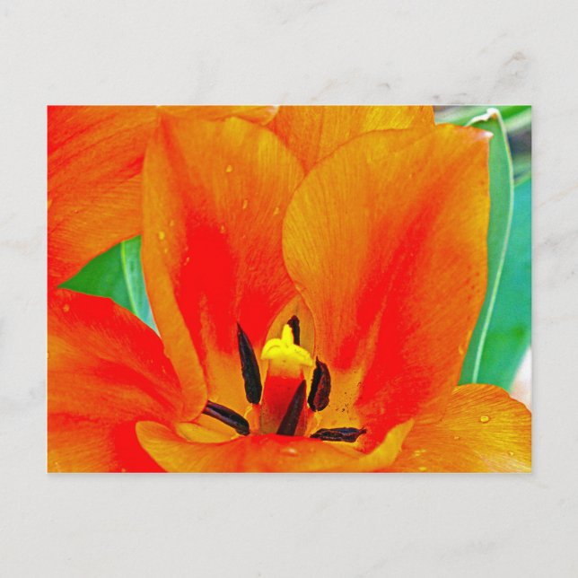 Carte Postale Tulipe orange (Devant)