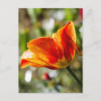 Carte Postale Tulipe orange et jaune humide
