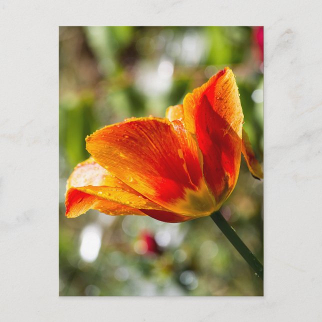Carte Postale Tulipe orange et jaune humide (Devant)