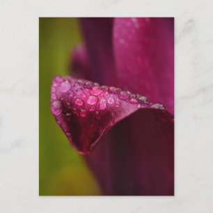 Carte postale Tulipe pourpre