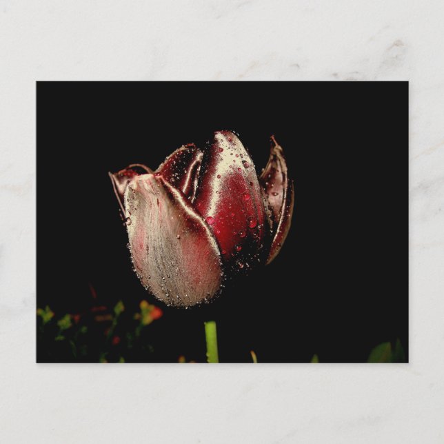 Carte Postale Tulipe pourpre foncée (Devant)