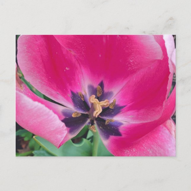 Carte postale Tulipe rose (Devant)