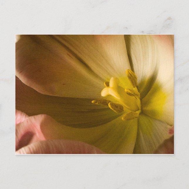 Carte Postale Tulipe rose (Devant)