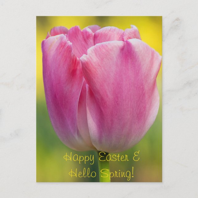 Carte postale Tulipe rose printemps (Devant)