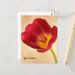 Carte Postale Tulipe rose unique