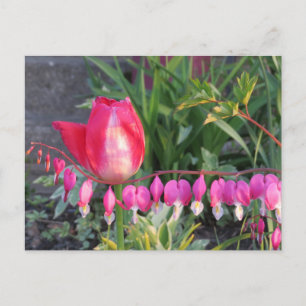 Carte Postale Tulipe Rouge Et Fleurs Cardiaques À Saignement Ros