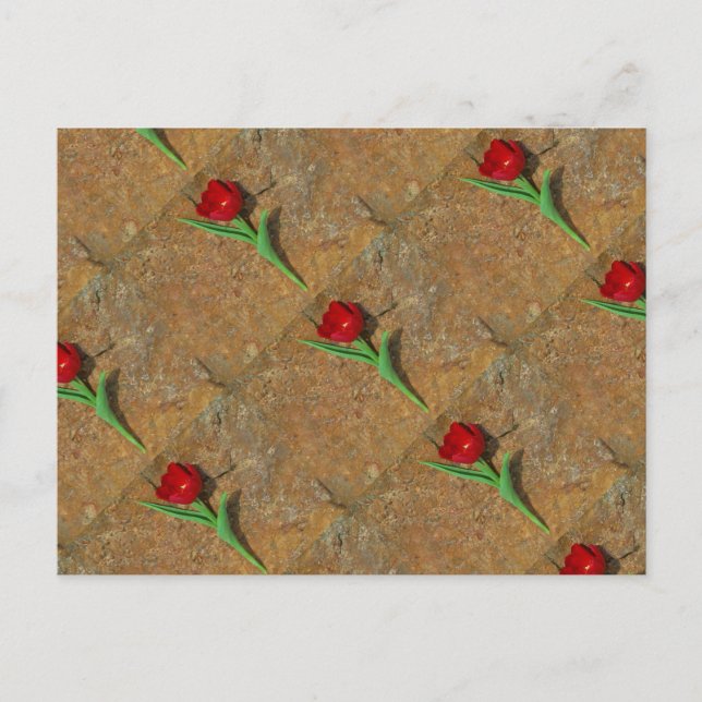 Carte Postale Tulipe rouge et jaune (Devant)